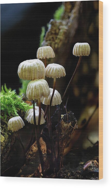 Marasmius Rotula Wood Print featuring the photograph Pinwheel Mushroom by Weston Westmoreland