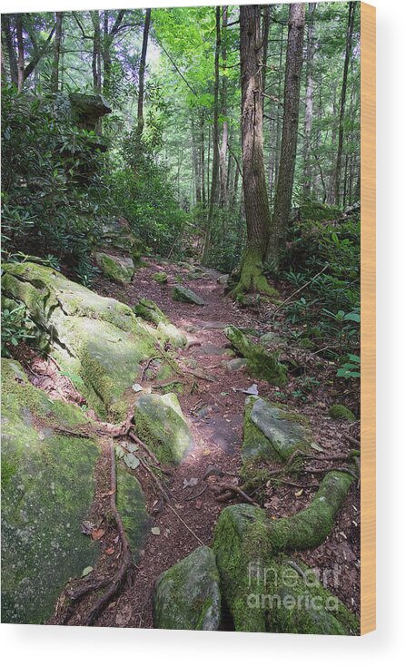 Obed Wood Print featuring the photograph Point Trail At Obed 16 by Phil Perkins