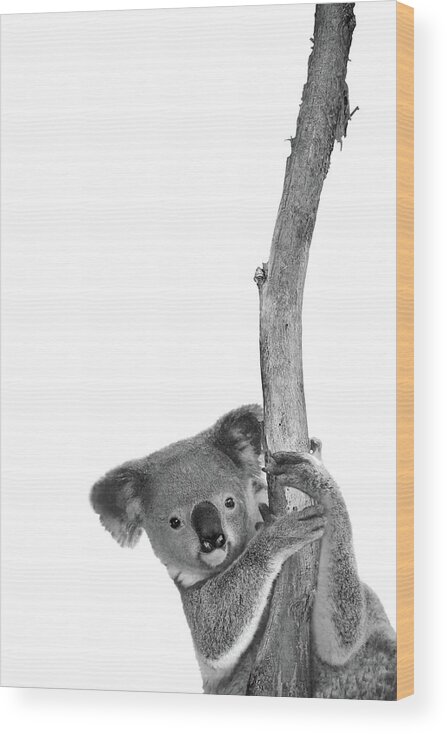 #faatoppicks Wood Print featuring the photograph Pole Dancer by Az Jackson