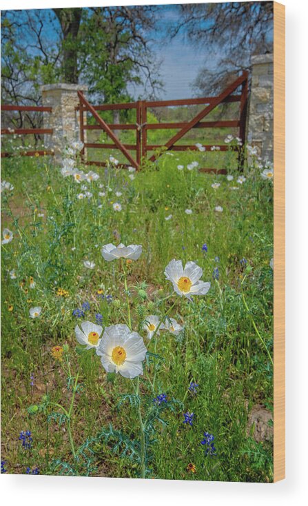 Texas Hill Country Wood Print featuring the photograph Poppies at the Gate by Lynn Bauer