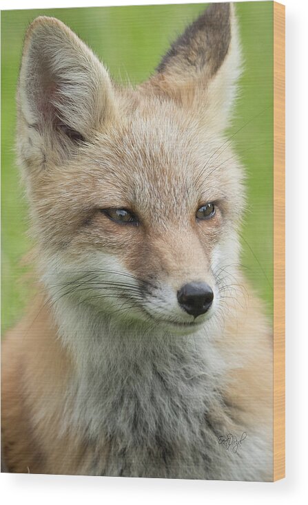 Red Fox Wood Print featuring the photograph Portrait of a Fox by Everet Regal