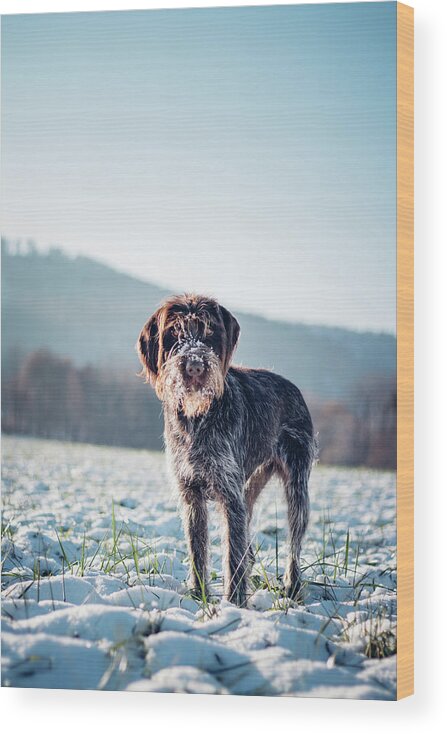 Baby Blue Wood Print featuring the photograph Rough-coated Bohemian Pointer by Vaclav Sonnek