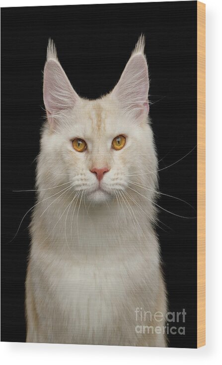 Cat Wood Print featuring the photograph Portrait of Huge Maine Coon by Sergey Taran