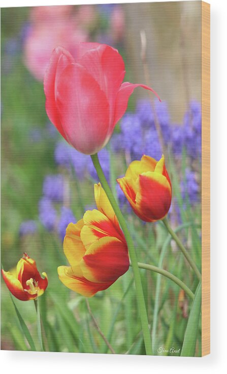 Flowers Wood Print featuring the photograph Portrait of Lovely Tulips by Trina Ansel