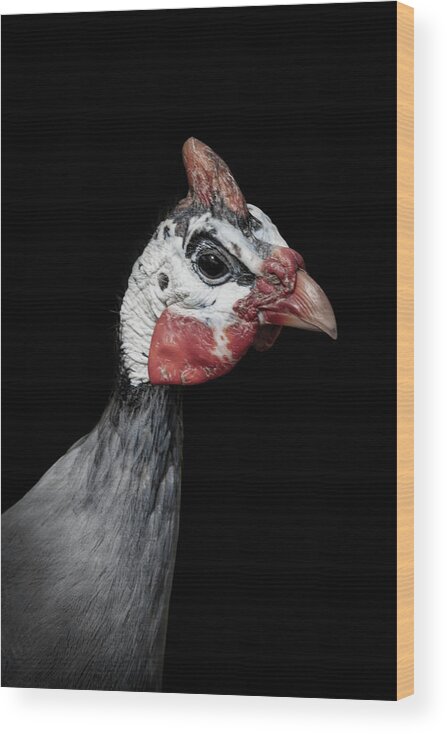 Portrait Wood Print featuring the digital art Portrait young turkey by Marjolein Van Middelkoop