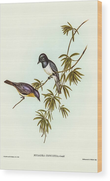 Pretty Flycatcher Wood Print featuring the drawing Pretty Flycatcher, Myiagra concinna by John Gould