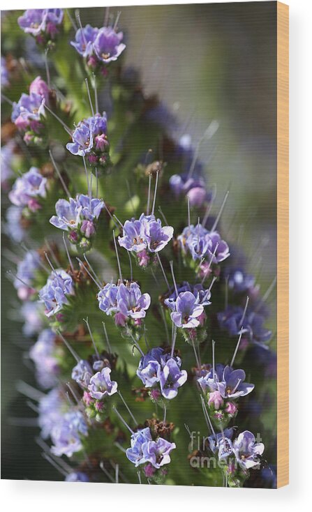 Bubbleblue Wood Print featuring the photograph Pride of Madeira by Joy Watson