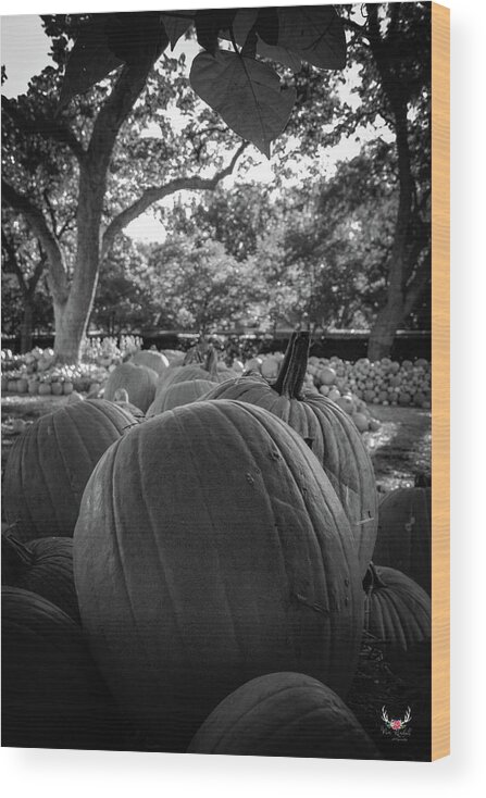 Pumpkins Wood Print featuring the photograph Pumpkins in BW by Pam Rendall