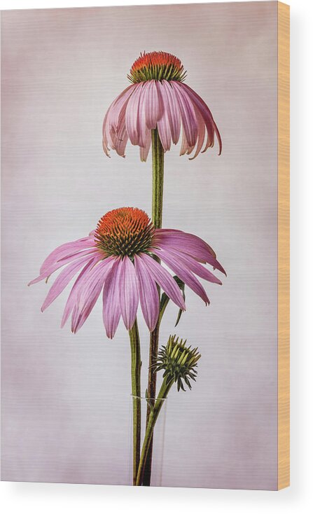 Flowers Wood Print featuring the photograph Purple Coneflower - Echinacea purpurea #3 by Patti Deters