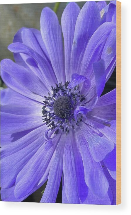 Flowers Wood Print featuring the photograph Purple Majesty by Daniele Smith