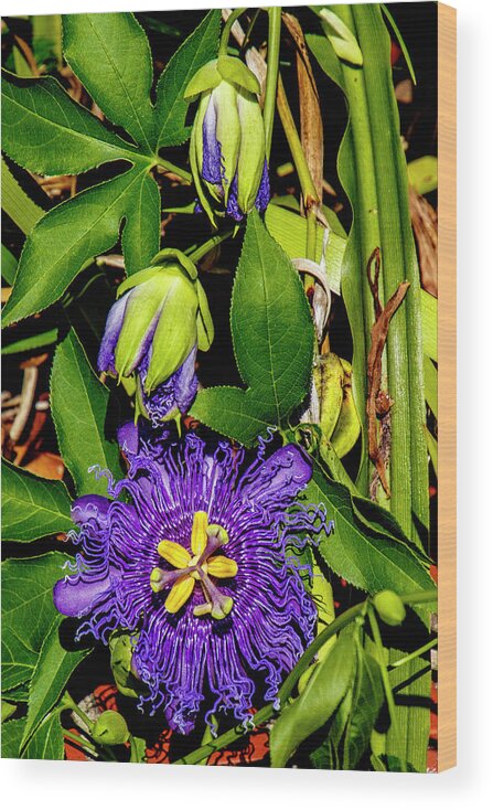 Passion Wood Print featuring the photograph Purple Passionflower by Bill Barber