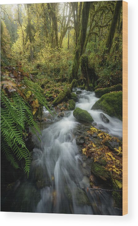 Waterfall Wood Print featuring the photograph Quinalt Waterfall by Steve Berkley