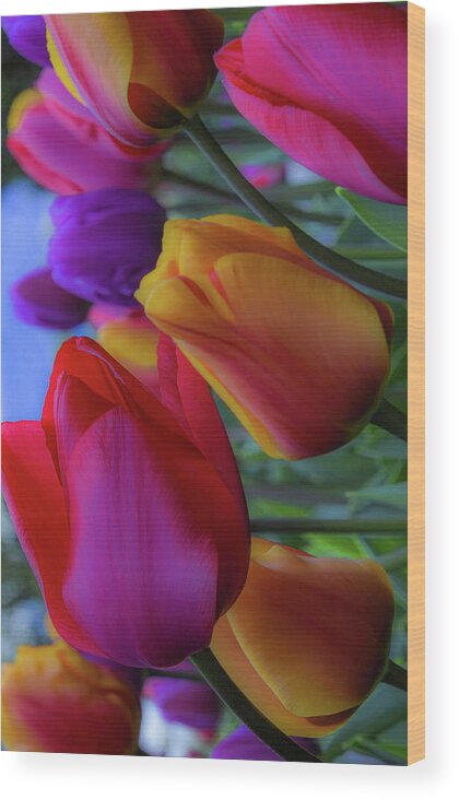 Tulip; Skagit Valley Tulip Festival; Roozengaarde Display Garden; Mount Vernon; Nature; Rainbow Colors; Floral; Flower; Garden Wood Print featuring the photograph Rainbow Tulips, Portrait Mode by Emerita Wheeling