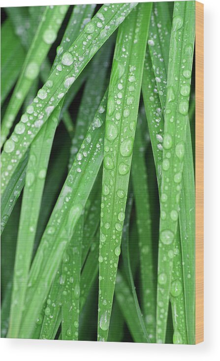 Lily Leaves Wood Print featuring the photograph Raindrops on Leaves of Lilies by Kathi Mirto