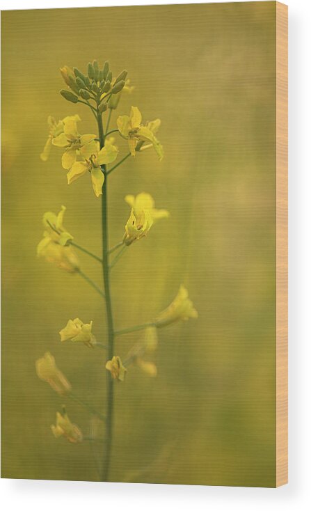 Rapeseed Wood Print featuring the photograph Rapeseed flowers by Karen Rispin