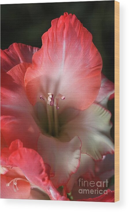 Gladiolus Wood Print featuring the photograph Red And White Gladiolus Flower by Joy Watson