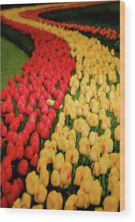 #holland #keukenhof #netherlands #tulip #galagan #edwardgalagan #edgalagan #nederland #dutch #top #topphotography #artphotography #artphotographer  #art #canon #flower #instagram Wood Print featuring the photograph Red and Yellow by Edward Galagan