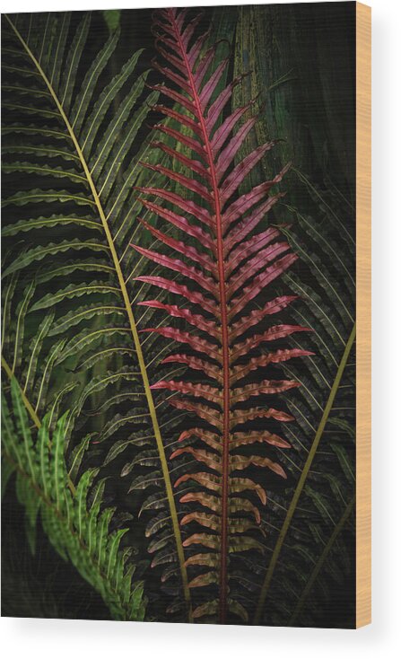 Jenny Rainbow Fine Art Photography Wood Print featuring the photograph Red Brazilian Tree Fern Leaves - Dark Tropics 1 by Jenny Rainbow