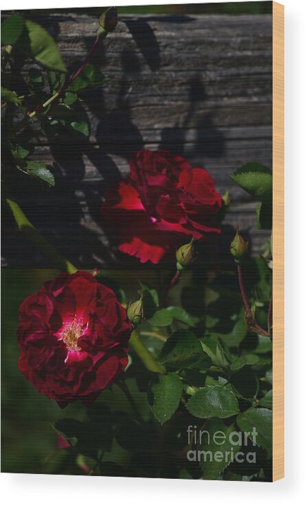 Roses Wood Print featuring the digital art Red Roses by Yenni Harrison
