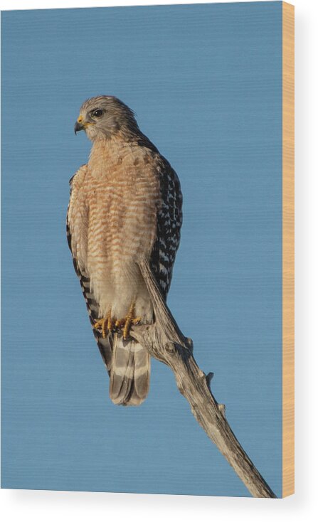 Red-shouldered Hawk Wood Print featuring the photograph Red-shouldered Hawk and Blues Sky by Bradford Martin