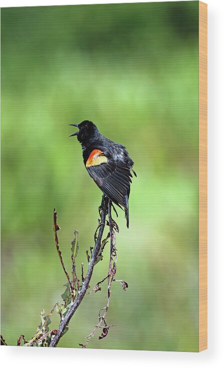 Florida Wood Print featuring the photograph Red Wing Singing by Jennifer Robin