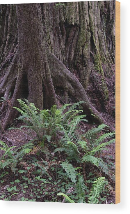 Redwoods. Crescent City Wood Print featuring the photograph Redwoods, Crescent City, Ca P3 by Phyllis Spoor