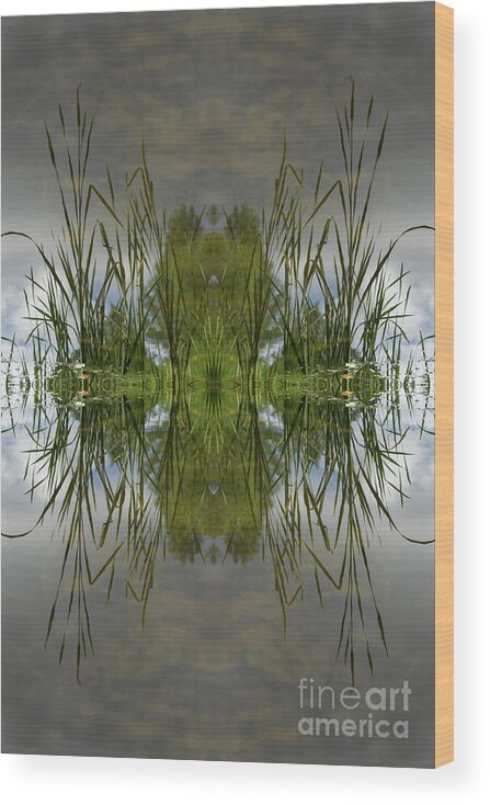 Reed Wood Print featuring the digital art Reed leaves, water and symmetry 3 by Adriana Mueller