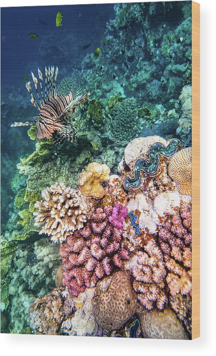 Reef Wood Print featuring the photograph Reef by Francesco Riccardo Iacomino