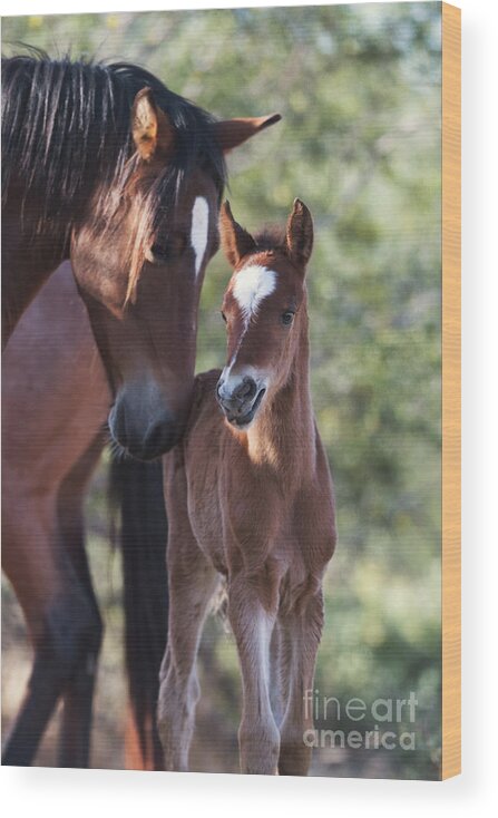 Foal Wood Print featuring the photograph Reunited by Shannon Hastings