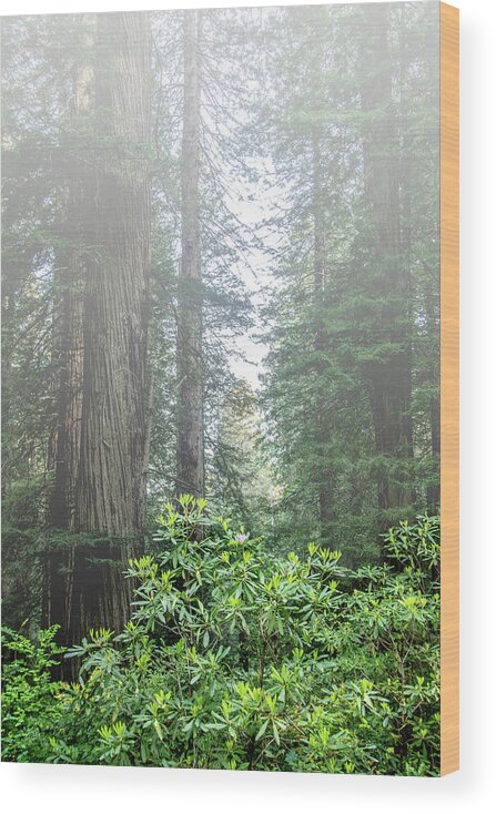 Redwoods Wood Print featuring the photograph Rhododendrons in the fog by Harold Rau