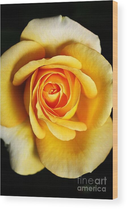 Rose Wood Print featuring the photograph Rich And Dreamy Yellow Rose  by Joy Watson