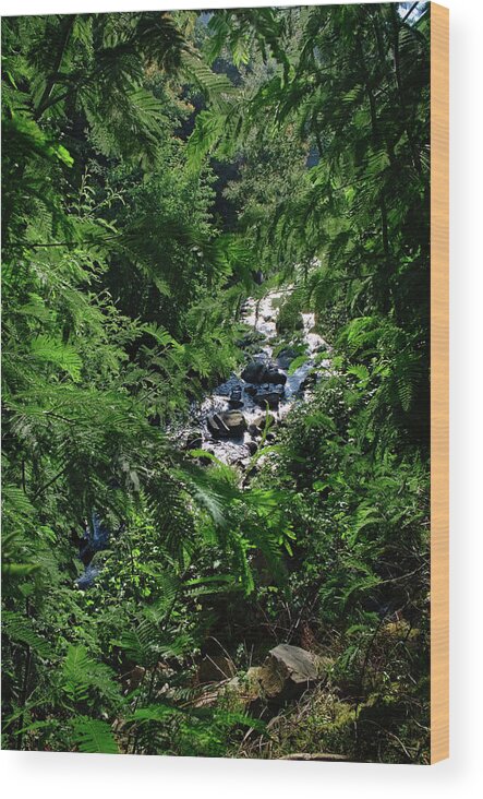 River Wood Print featuring the photograph River and Leaves in Lousa Mountains. Portugal by Angelo DeVal