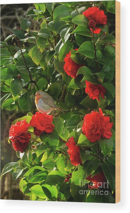 Robin Wood Print featuring the photograph Robin in the Camellia by Terri Waters