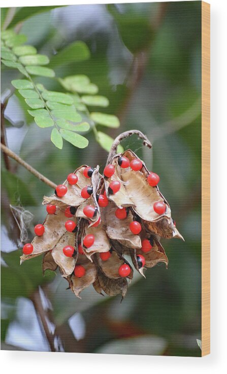 Rosary Pea Wood Print featuring the photograph Rosary Pea Plant by David T Wilkinson