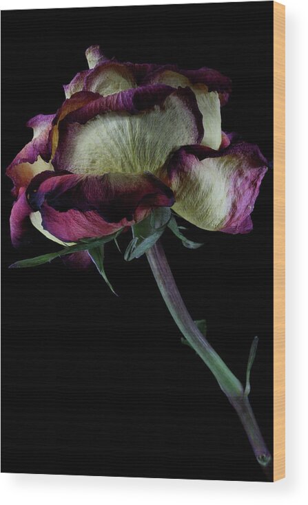 Macro Wood Print featuring the photograph Rose 3092 by Julie Powell