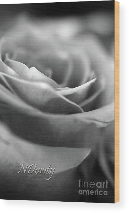 Rose Bw Wood Print featuring the photograph Rose BW by Natalie Dowty