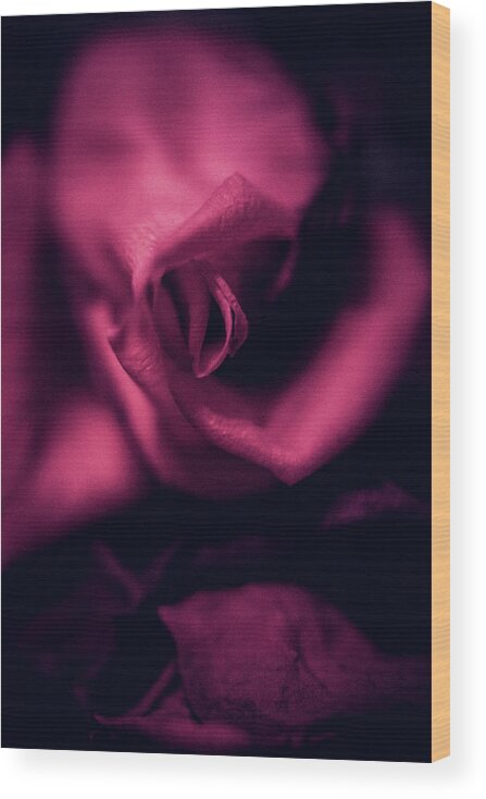 Flower Wood Print featuring the photograph Rose in vertical by Anamar Pictures