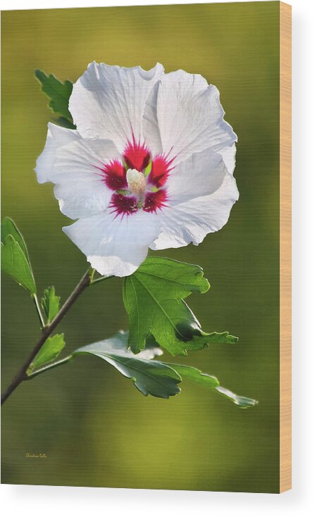 Hibiscus Wood Print featuring the photograph Rose Of Sharon Flower by Christina Rollo