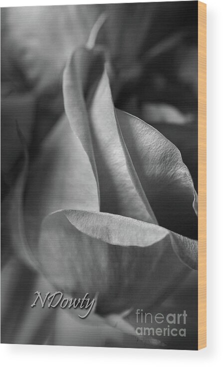 Rose Petals Bw Wood Print featuring the photograph Rose Petals BW by Natalie Dowty