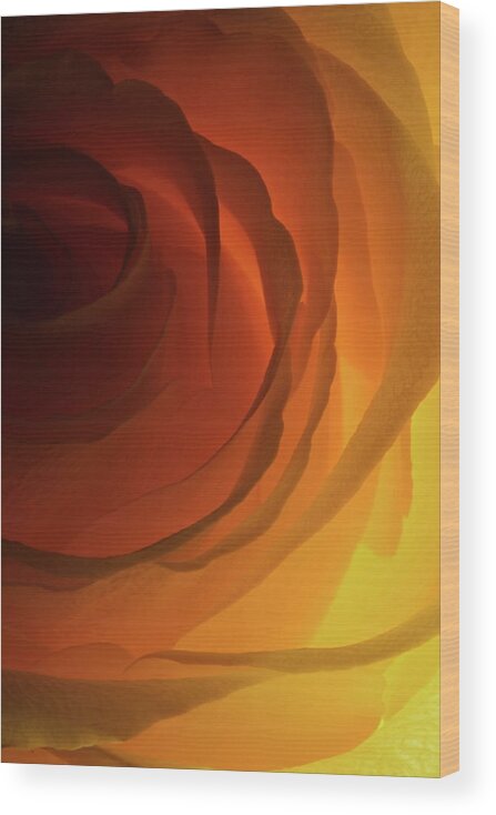 Macro Wood Print featuring the photograph Rose Yellow 2295 by Julie Powell