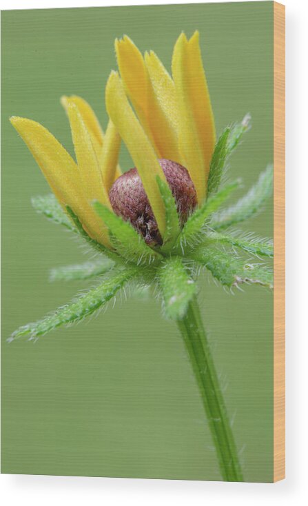 Bloom Wood Print featuring the photograph Rudbekia Opening by Karen Rispin