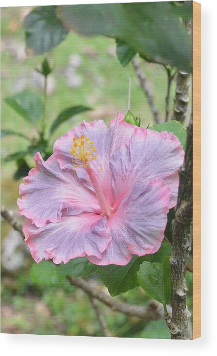 Flower Wood Print featuring the photograph Ruffled Purple Pink Hibiscus by Amy Fose