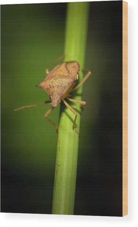 Spined Soldier Bug Wood Print featuring the photograph Sally the Stink Bug by Mark Andrew Thomas