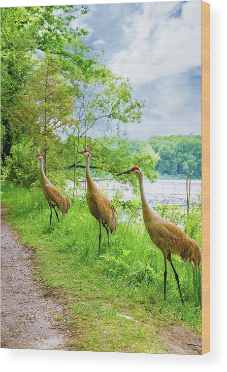 America Wood Print featuring the photograph Sandhill Cranes in Michigan by Alexey Stiop