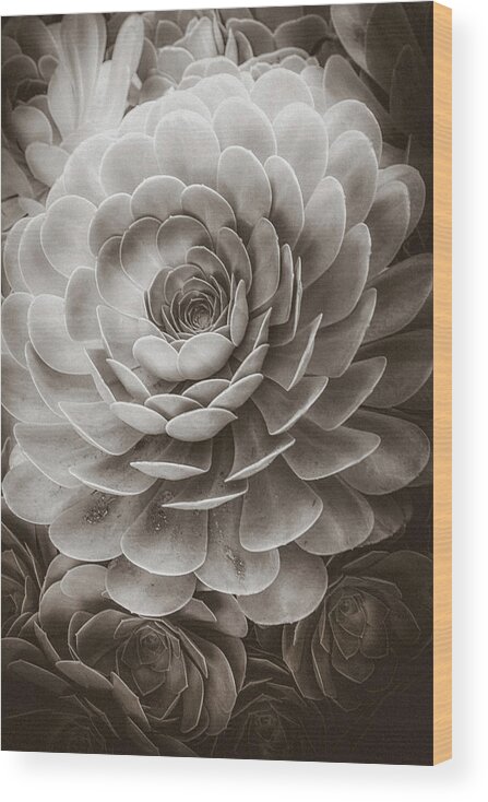 Soft Wood Print featuring the photograph Santa Barbara Succulent#20 by Jennifer Wright