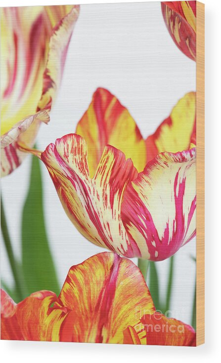 Tulip Wood Print featuring the photograph Saskia by Tim Gainey