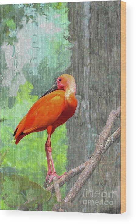 Scarlet Ibis Wood Print featuring the photograph Scarlet Ibis by Bentley Davis