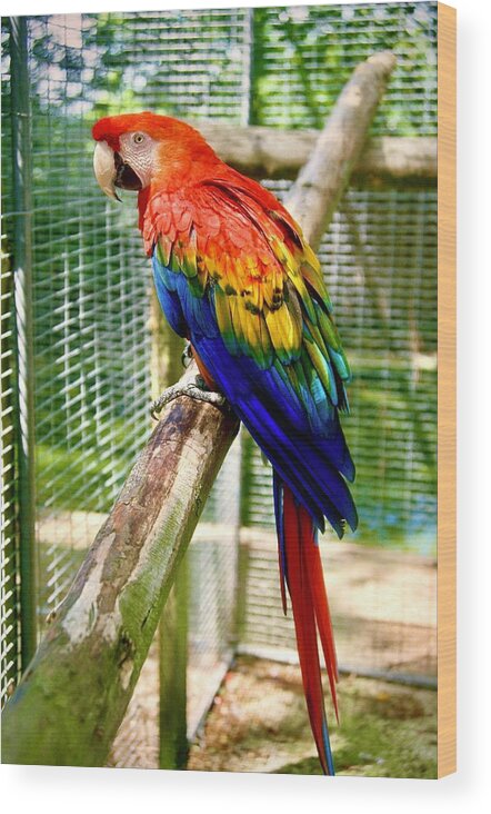  Wood Print featuring the photograph Scarlet Macaw by Gordon James