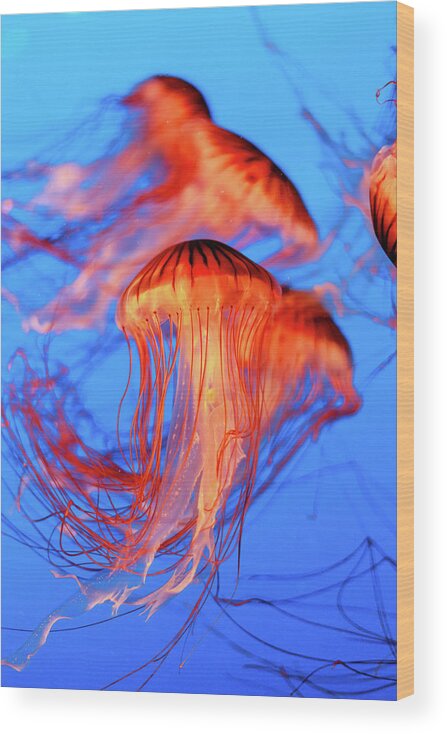 Jellyfish Wood Print featuring the photograph Sea Nettle Jellyfish by HawkEye Media