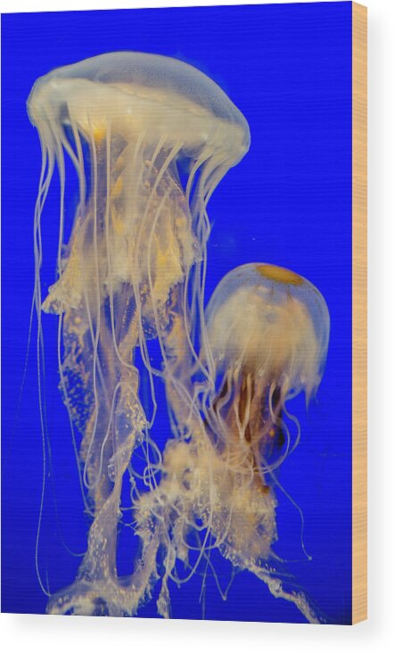 Sea Nettle Wood Print featuring the photograph Sea Nettles by WAZgriffin Digital
